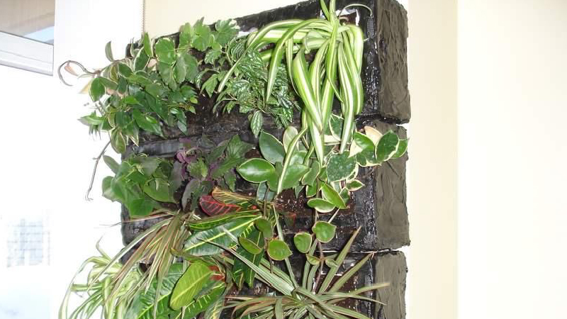 Indoor Gardening For Seniors