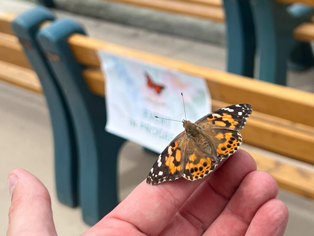 Butterfly Release Memorial 2023 photo gallery, Hospice of the North Coast Butterfly Release Memorial 2023 photo gallery, Hospice of the North Coast